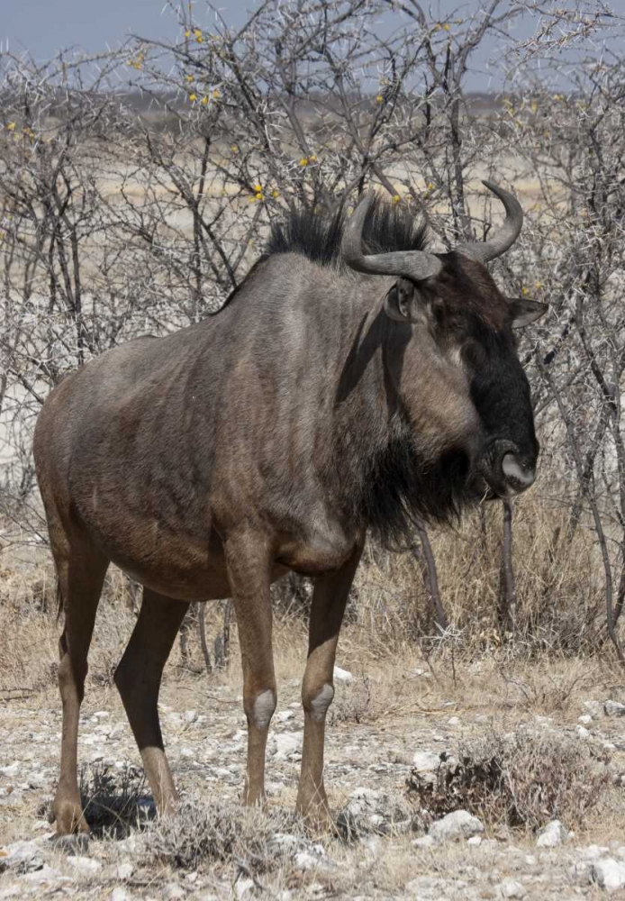 Solitary wildebeest, Etosha NP, Namibia
